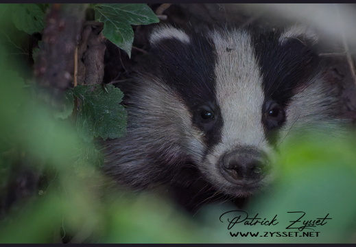 _DSC2585-DxO_DeepPRIME XD2s