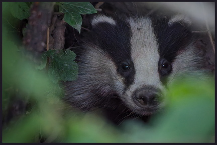 _DSC2585-DxO_DeepPRIME XD2s