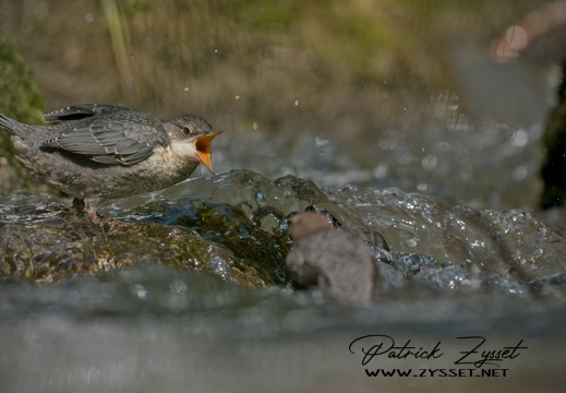 _DSC4168-DxO_DeepPRIME XD2s