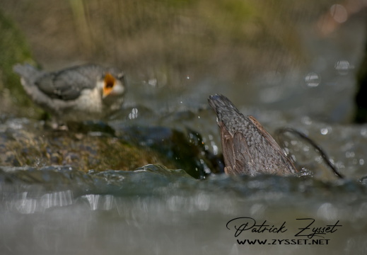 _DSC4174-DxO_DeepPRIME XD2s