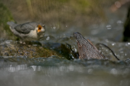 _DSC4174-DxO_DeepPRIME XD2s