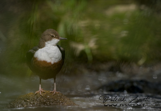 _DSC4268-DxO_DeepPRIME XD2s