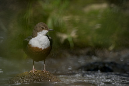 _DSC4268-DxO_DeepPRIME XD2s