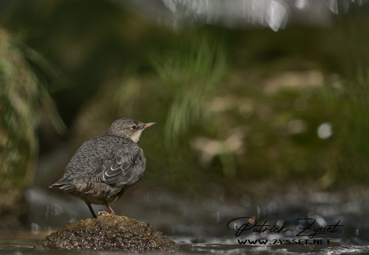 _DSC4338-DxO_DeepPRIME XD2s_v1