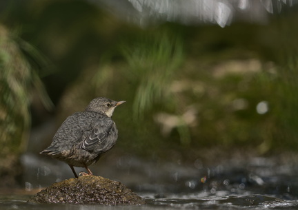 _DSC4338-DxO_DeepPRIME XD2s_v1