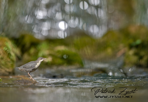 DSC04799-DxO_DeepPRIME XD2s-3_v2