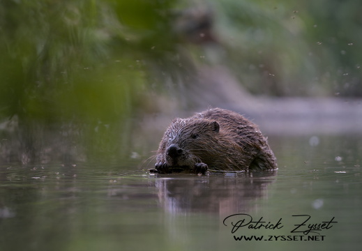 DSC05035-DxO_DeepPRIME XD2s