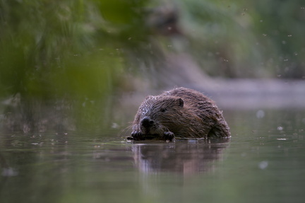 DSC05035-DxO_DeepPRIME XD2s