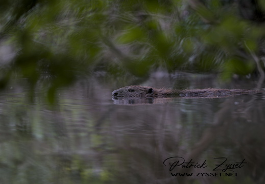 DSC05143-DxO_DeepPRIME XD2s