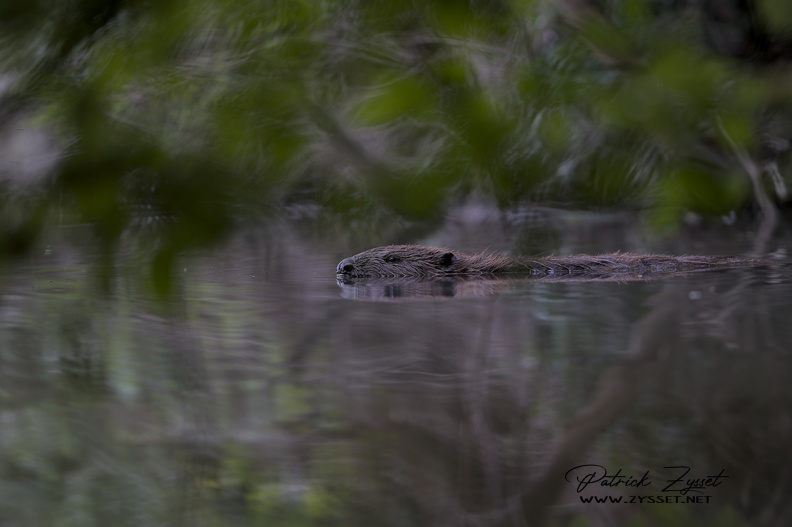 DSC05143-DxO_DeepPRIME XD2s.jpg