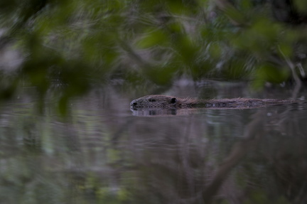 DSC05143-DxO_DeepPRIME XD2s