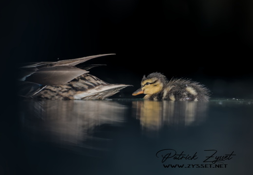 20250713_0379-DxO_DeepPRIME XD2s