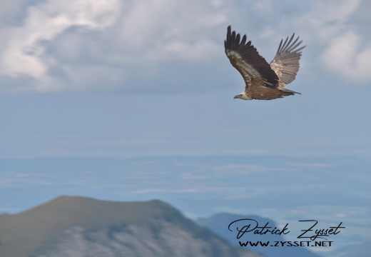 _DSC0427-DxO_DeepPRIME XD2s