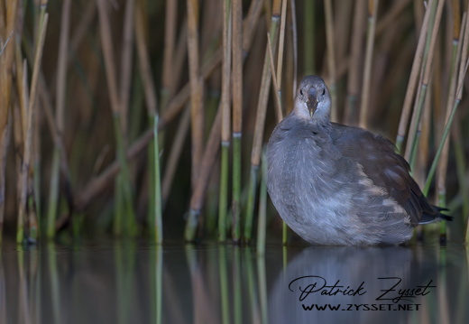 _DSC1218-DxO_DeepPRIME XD2s_v1