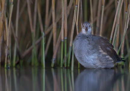 _DSC1218-DxO_DeepPRIME XD2s_v1