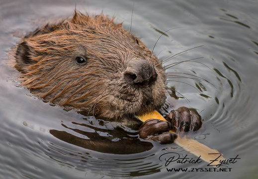 _DSC2766-DxO_DeepPRIME XD2s