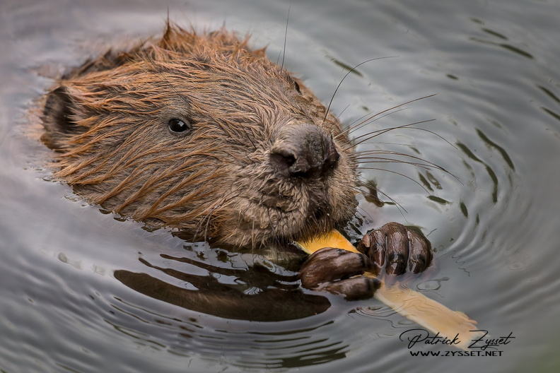 _DSC2766-DxO_DeepPRIME XD2s.jpg