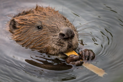 _DSC2766-DxO_DeepPRIME XD2s