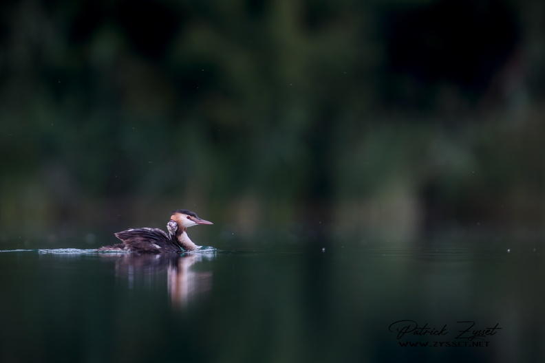 _DSC3187-DxO_DeepPRIME XD2s.jpg