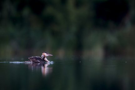 _DSC3187-DxO_DeepPRIME XD2s