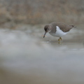 _DSC2646-DxO_DeepPRIME XD2s