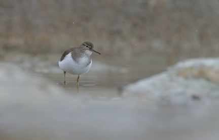 _DSC2648-DxO_DeepPRIME XD2s