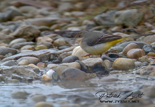 _DSC2657-DxO_DeepPRIME XD2s