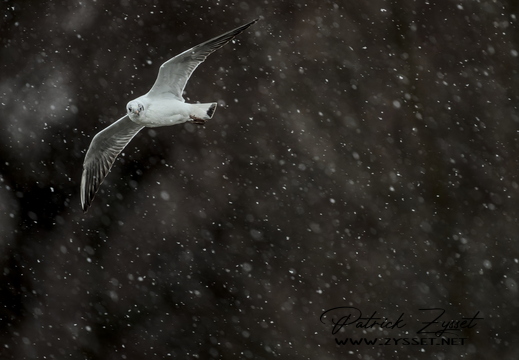 _DSC2326-DxO_DeepPRIME XD2s