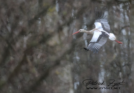 _DSC2859-DxO_DeepPRIME XD2s