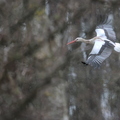 _DSC2859-DxO_DeepPRIME XD2s