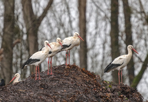 _DSC2953-DxO_DeepPRIME XD2s