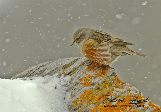 20260130_0401-DxO_DeepPRIME XD2s