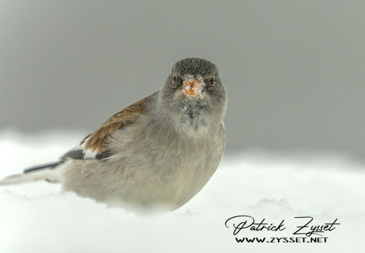 20260130_0903-DxO_DeepPRIME XD2s