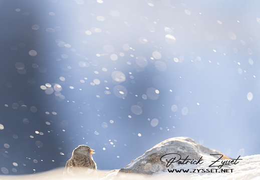 20260201_0131-DxO_DeepPRIME XD2s