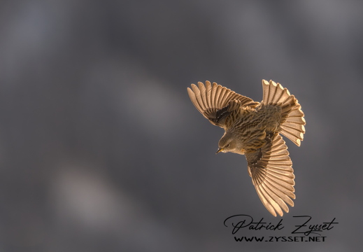 20260201_0246-DxO_DeepPRIME XD2s