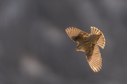 20260201_0246-DxO_DeepPRIME XD2s