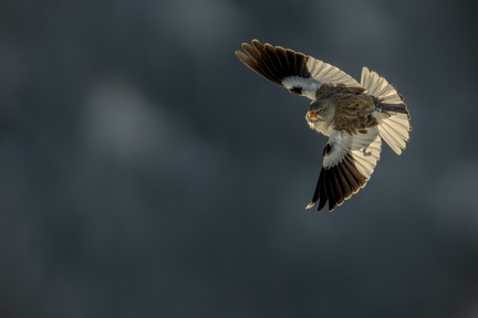 20260201_0248-DxO_DeepPRIME XD2s