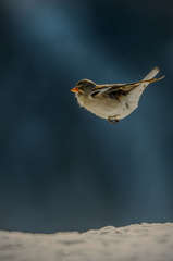 20260201_0255-DxO_DeepPRIME XD2s