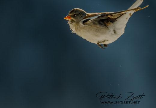 20260201_0255-DxO_DeepPRIME XD2s