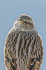 20260201_0302-DxO_DeepPRIME XD2s