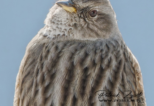 20260201_0302-DxO_DeepPRIME XD2s