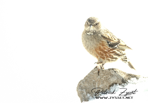 20260201_0606-DxO_DeepPRIME XD2s