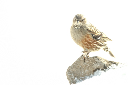 20260201_0606-DxO_DeepPRIME XD2s