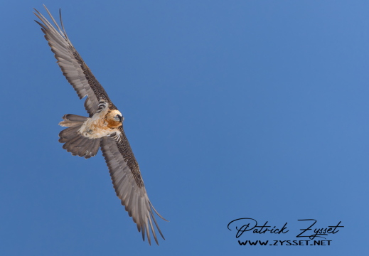 20260201_0955-DxO_DeepPRIME XD2s