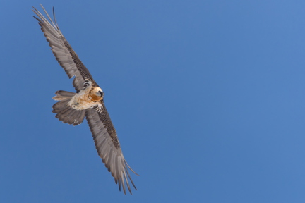 20260201_0955-DxO_DeepPRIME XD2s