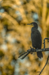 20251003_0879-DxO_DeepPRIME XD2s