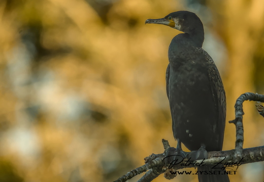 20251003_0879-DxO_DeepPRIME XD2s