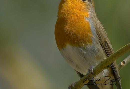 DSC05824-DxO_DeepPRIME XD3