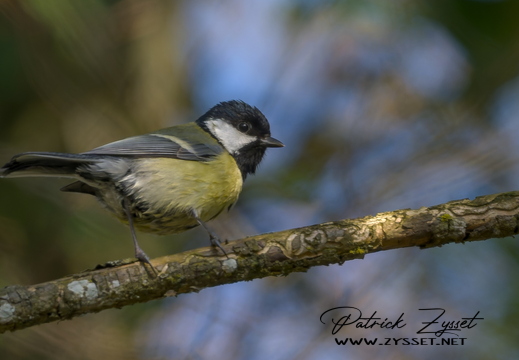 DSC05848-DxO_DeepPRIME XD3