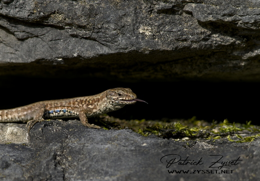 DSC03335-20260308-DxO_DeepPRIME XD3-2_02